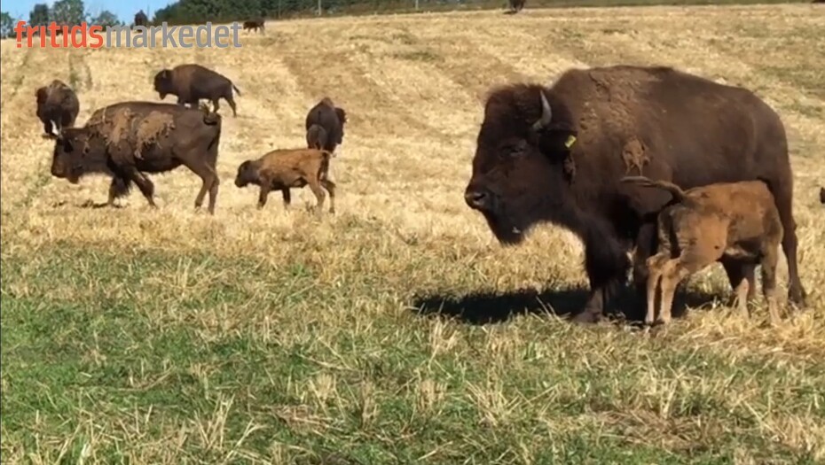 Video: Fyns barske bison