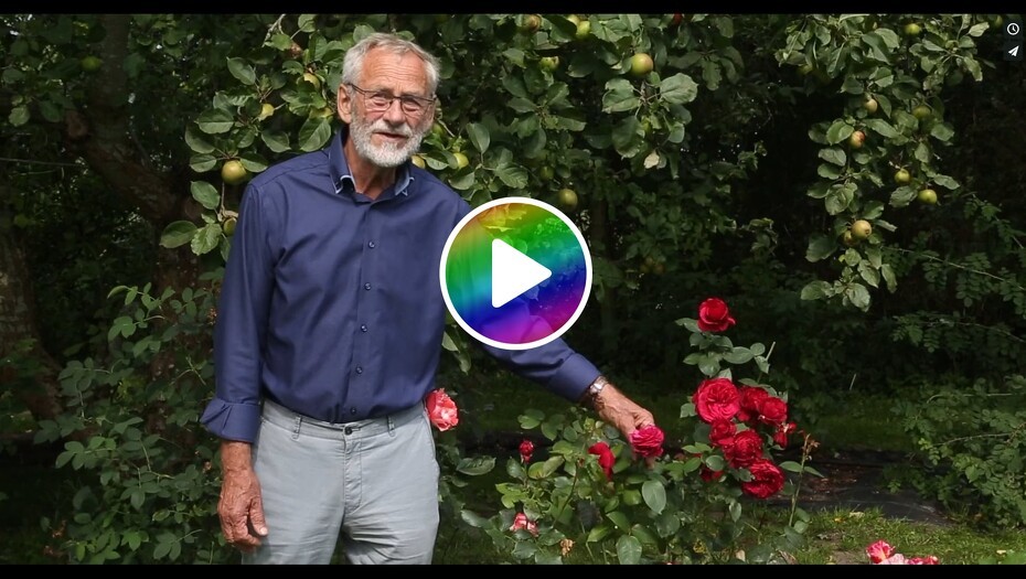 Video: Hvordan får jeg mine roser til hurtigere genblomstring?