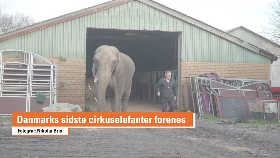 Video: Cirkuselefanter er blevet forenet