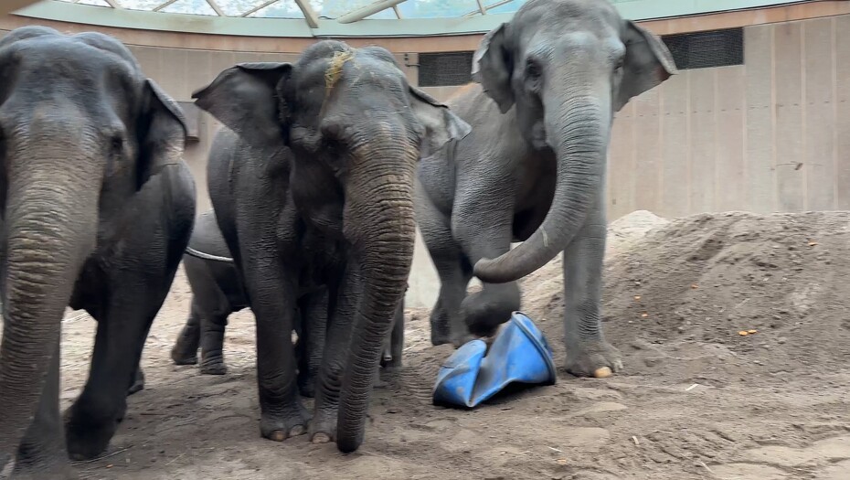 Video: Elefantunge i ZOO har fået et navn