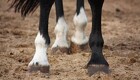 Sådan undgår din hest hudbetændelse og muk