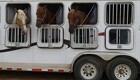 Nye regler for at flytte heste