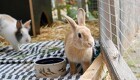 Rekordmange kaniner kommer på internat