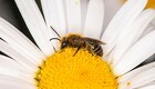 Hver femte vilde bi er i fare for at uddø