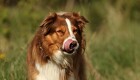 Dyrlæge advarer: Kastanjer er livsfarlige for din hund