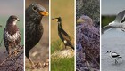 Nyt website skal gøre danskerne til fuglekendere
