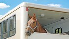 Hestetransport: Der er kun én regel, du skal kende