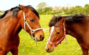Her er de mest populære hestenavne lige nu