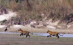 I Nepal er antallet af vilde tigre mere end fordoblet