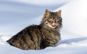 Kulden kan tage livet af din kat