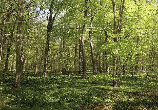 Danmark får mere ny skov
