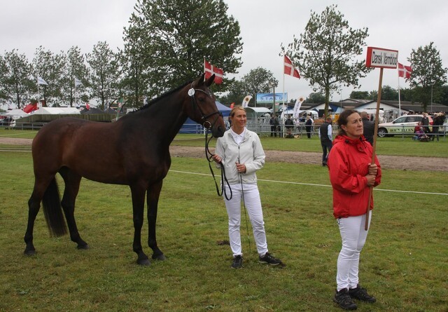 Heste sætter ny rekord på Landsskuet