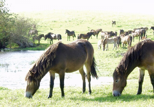 Vilde heste slippes fri i Nordjylland