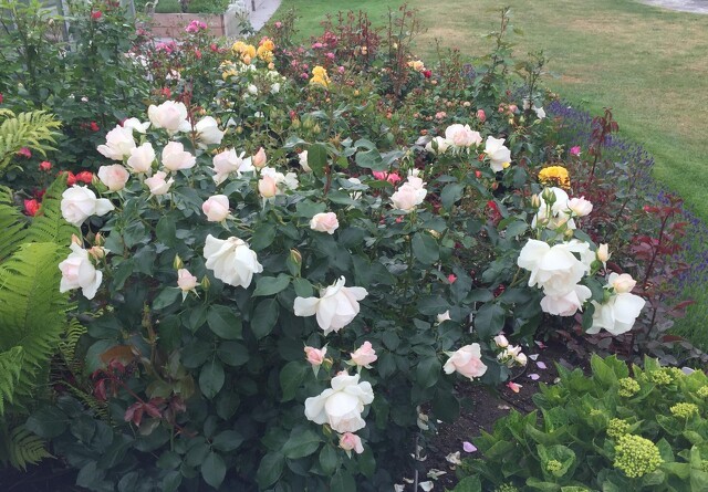 Plant rosen nu og nyd duften til sommer