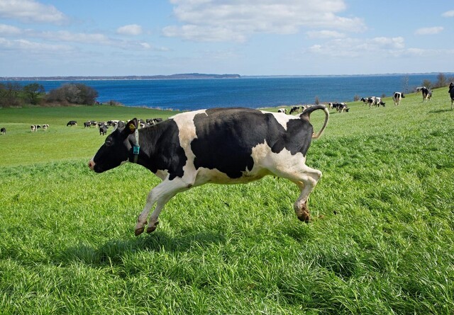 Øko-køerne kommer på græs alene