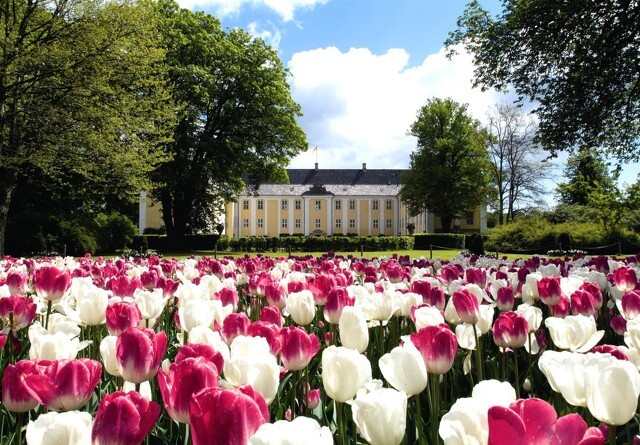 Danmarks største Tulipanfestival er åben for besøg