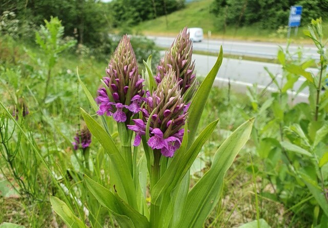 Sjældne orkidéer i Nordjylland