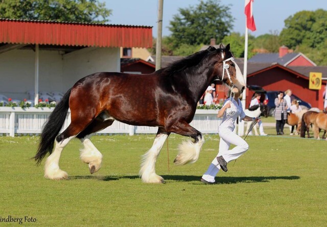 Over to meter høj: Danmarks største hest kommer til Ribe Dyrskue