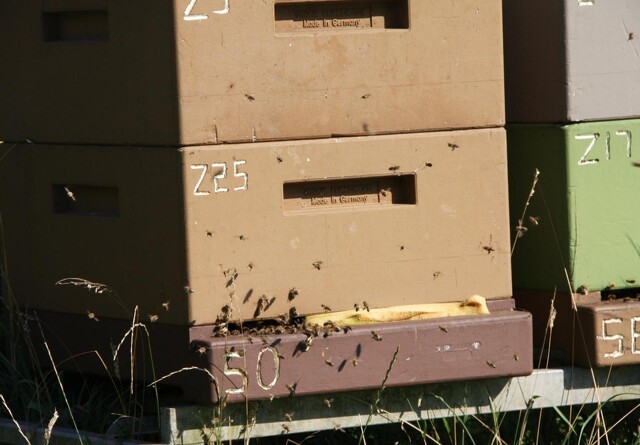 Honningbier kortlægger miljøbelastninger