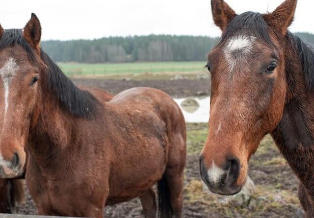 Dyrlæge advarer: Agern er giftige for heste