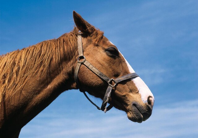 Mange heste kommer for sent til dyrlæge med øjenskader