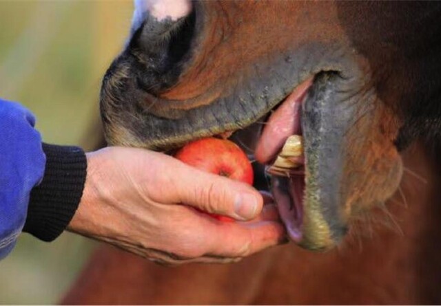 Derfor er tandeftersyn vigtige for din hest