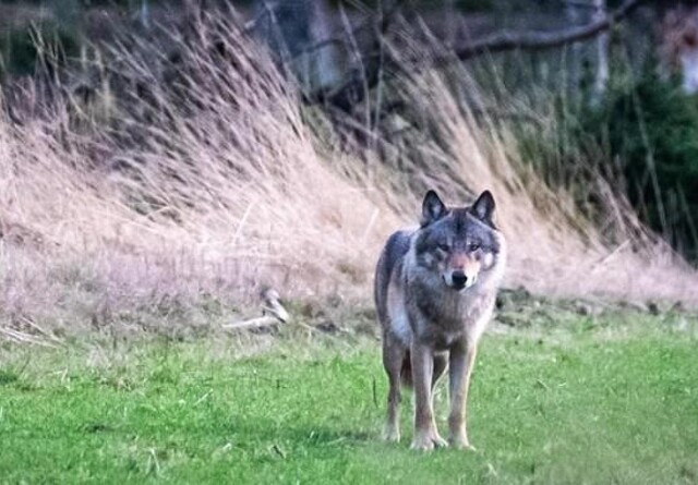 Aarhus-forskere fortsætter overvågningen af ulve