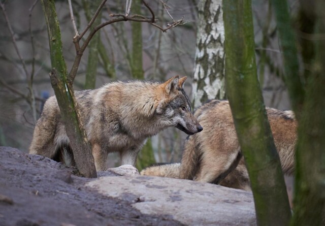 Nyt ulvepar har formentlig etableret sig i Skjernreviret