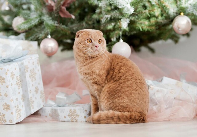 Julepynt og katte kan være en farlig cocktail