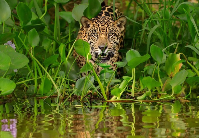 Rekordstor afskovning i Amazonas truer dyr og klima