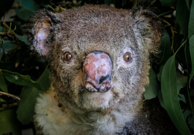 Bestanden af koalaer er halveret