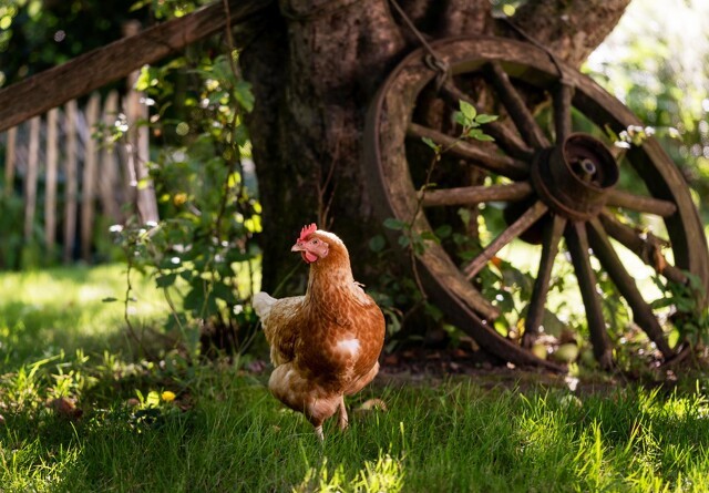 Rekordmange vil have høns i haven