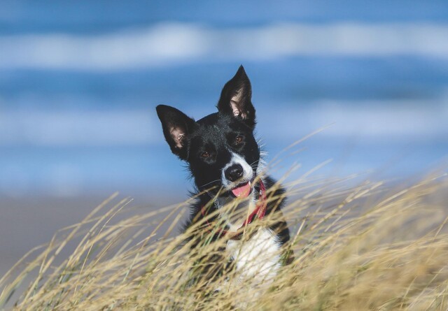 Dyrlæge advarer: Pas på din hund i sommervarmen