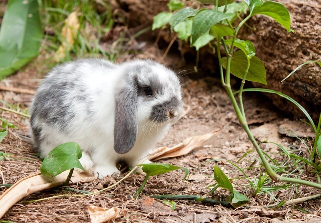 Øresygdomme forekommer oftere hos kaniner med hængeører