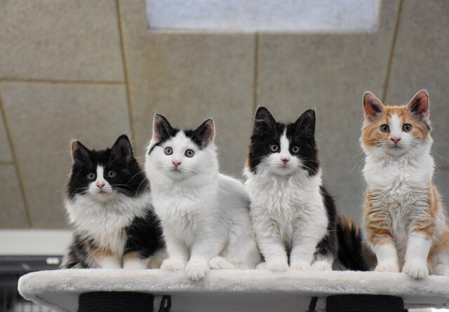 Katte mangler desperat adoptionsfamilier
