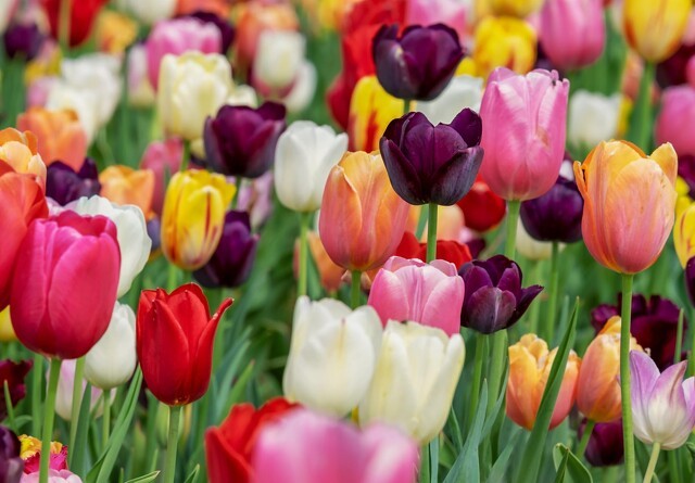 Tips til tulipanløg: Få de flotteste tulipaner til foråret