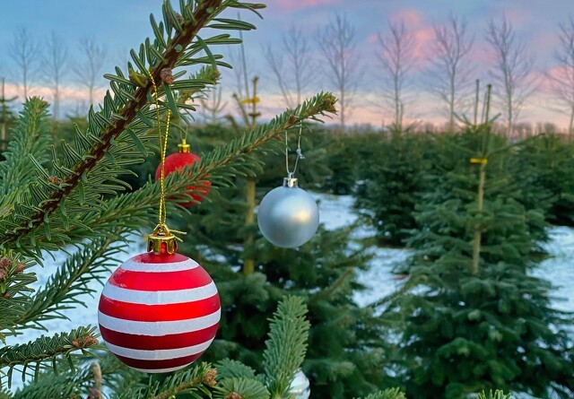 Sådan finder du det mest bæredygtige juletræ