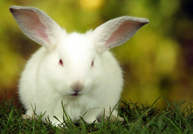 Farlig kaninsygdom fundet i Danmark