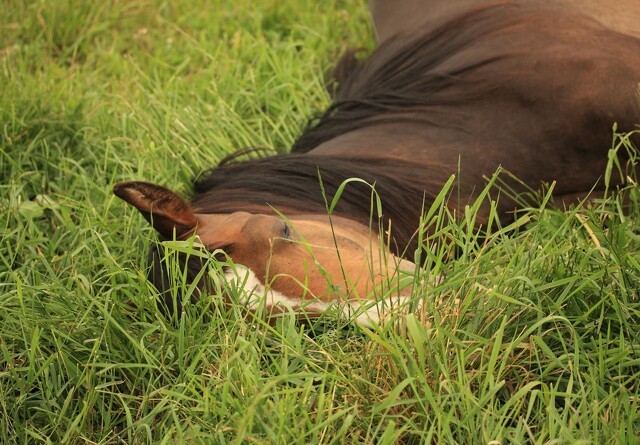 Hesteejere betaler høj pris for Daka-monopol