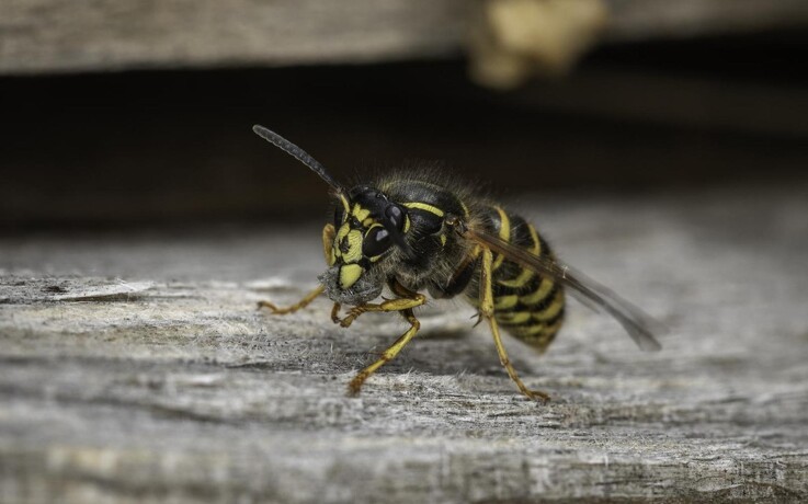 Hvepseallergikere skal passe på i sensommeren
