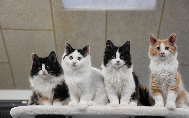Katte mangler desperat adoptionsfamilier