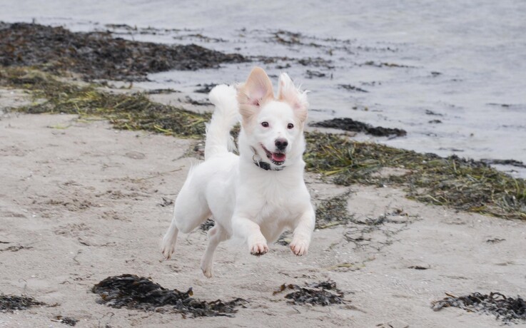 1. oktober må hunden igen løbe frit på stranden