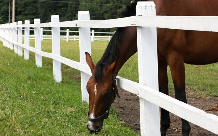 Diabetesmedicin giver nyt håb for heste med forfangenhed