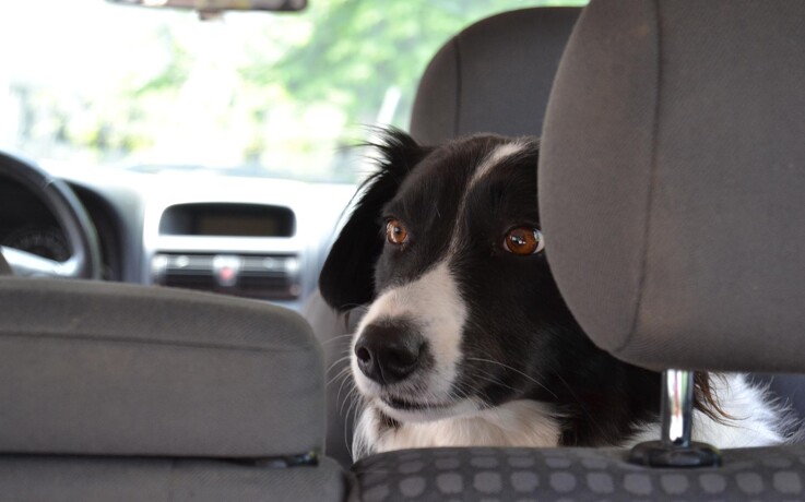 Efterlad aldrig din hund i en varm bil