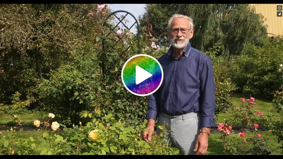 Video: Forårsgødning af dine roser er essentiel for deres vækst og blomstring