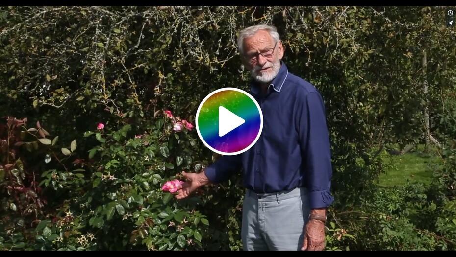 Video: Hvordan gøder man remonterende roser?