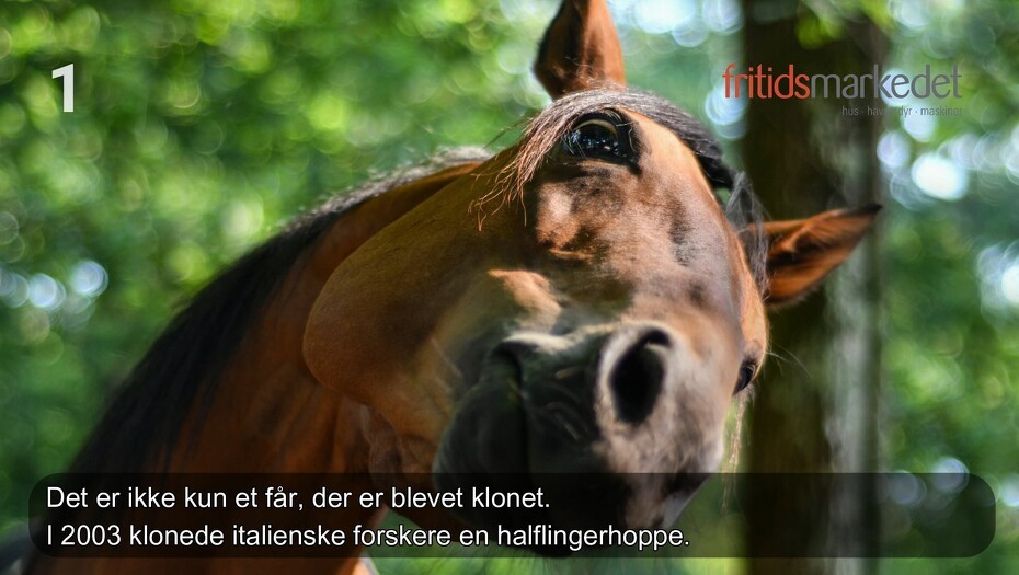 Video: Ved du det her om din hest?