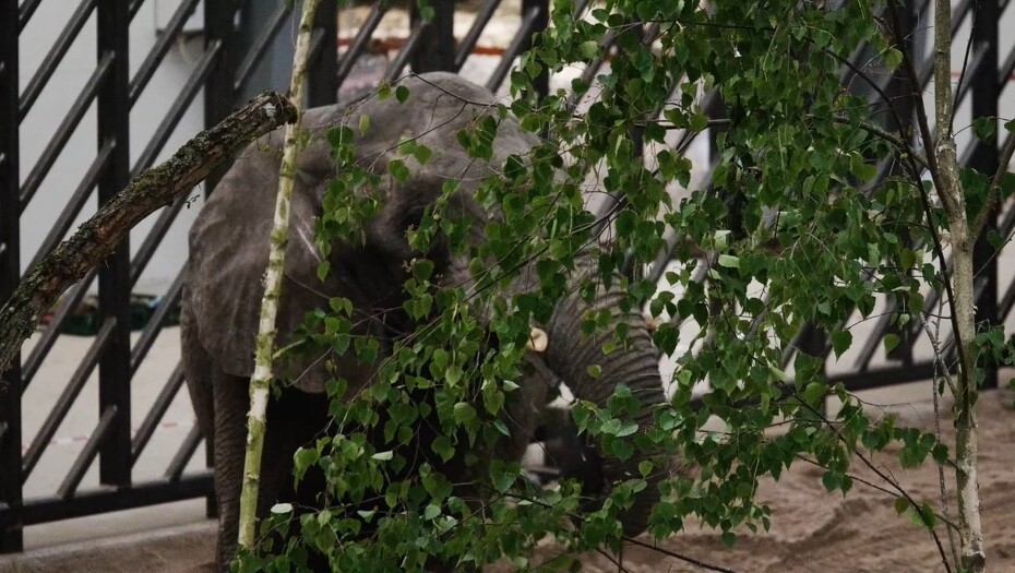 Video: De pensionerede cirkuselefanter er flyttet ind hos Knuthenborg Safaripark