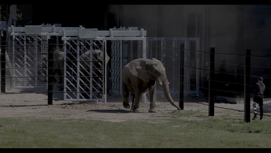 Video: De pensionerede cirkuselefanter er nu på græs