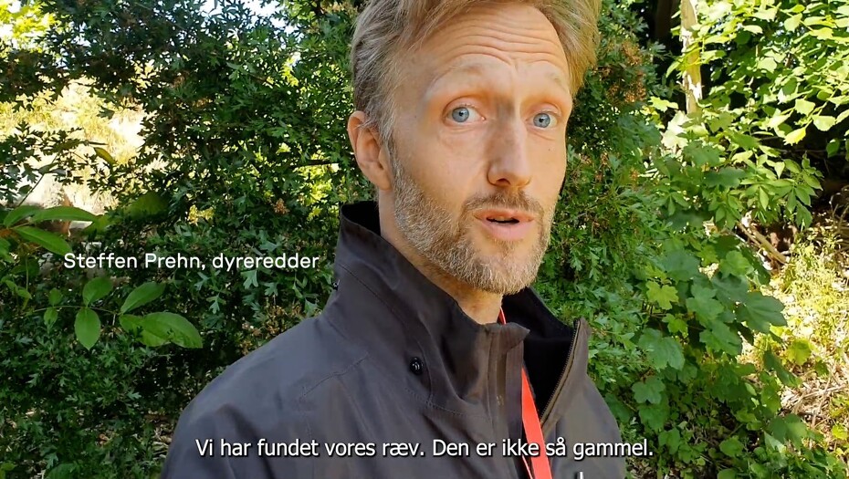 Video: Sjælden video: Se ræveunge blive reddet